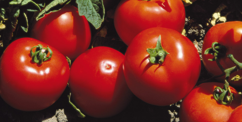 Tomato beef Lojain