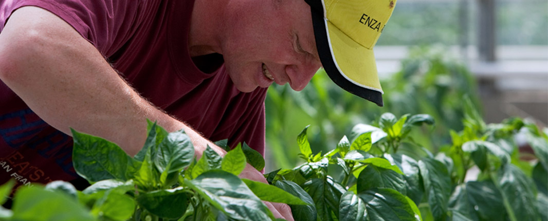 Developing vegetable varieties: amongst others peppers