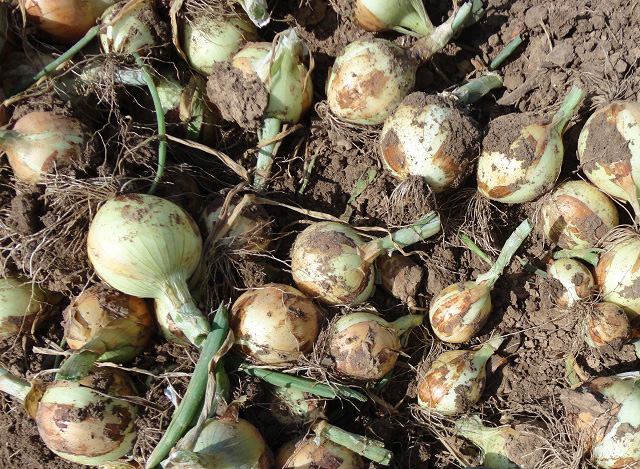 Trekker F1 Untreated Onion Seeds