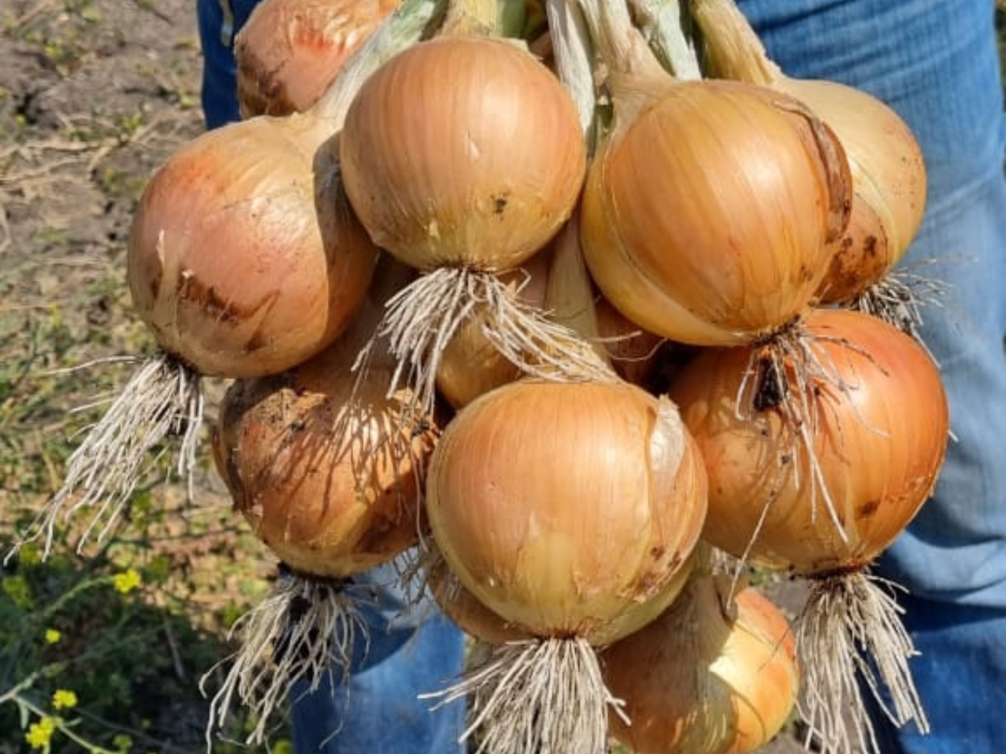 Short Day Onion Miyuki F1