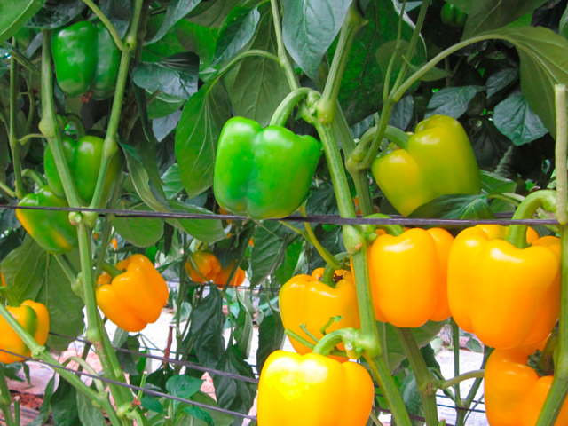 Blocky Pepper Olympus F1 Blocky Pepper Olympus F1