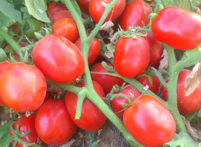 Beef tomato Randah F1