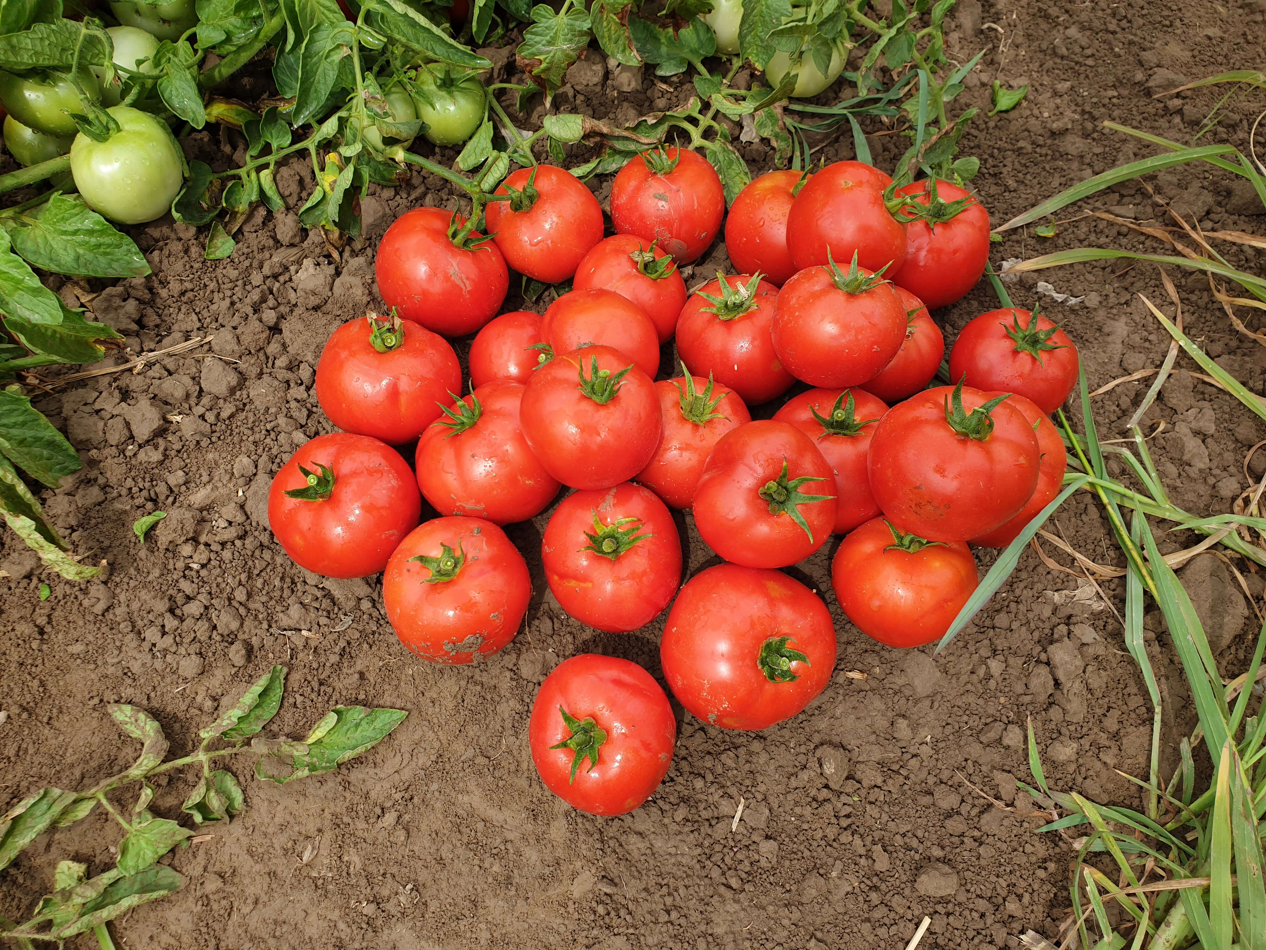 Seeds for Delicious Tomato | Solanum lycopersicum | Amkha Seed