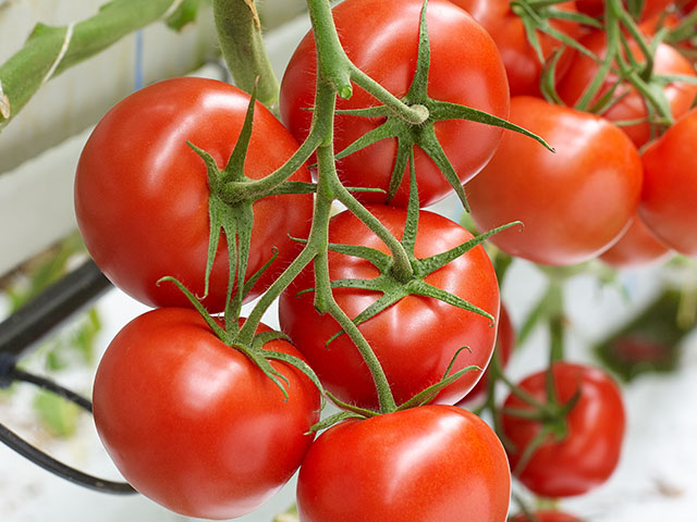 Tov Tomate Maxeza