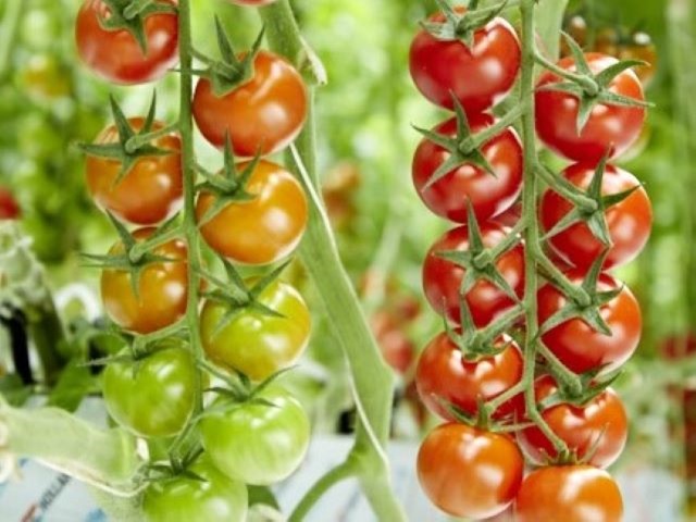 Tomate Cherry Tomagino Seram