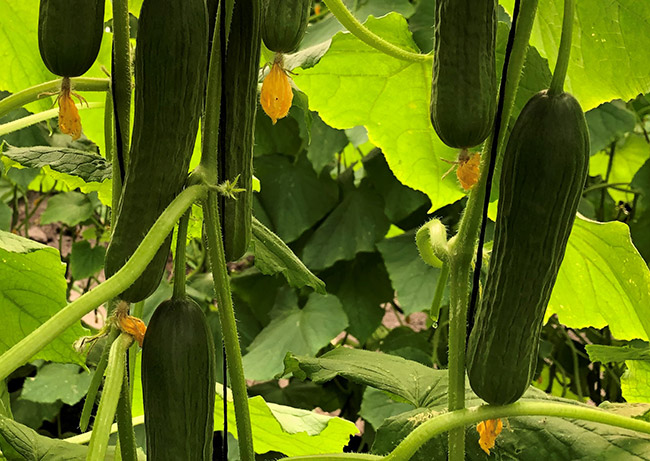 Pepino Persa Sadir