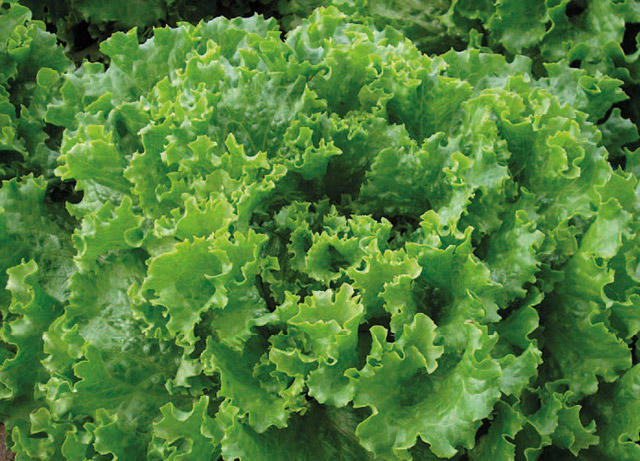 Lechuga Green Leaf E01F.31153