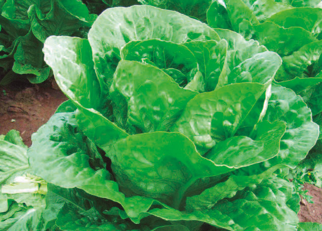 Lechuga Romaine Maltos