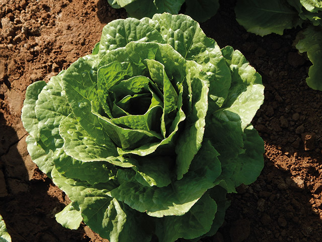 Lechuga Romaine Mezquite