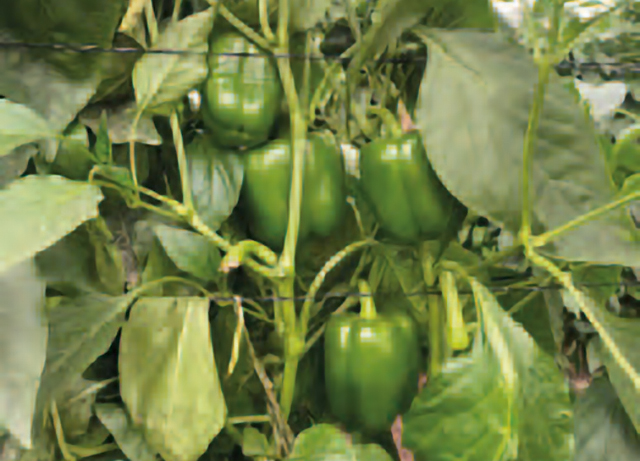 Pimiento Verde Marcial