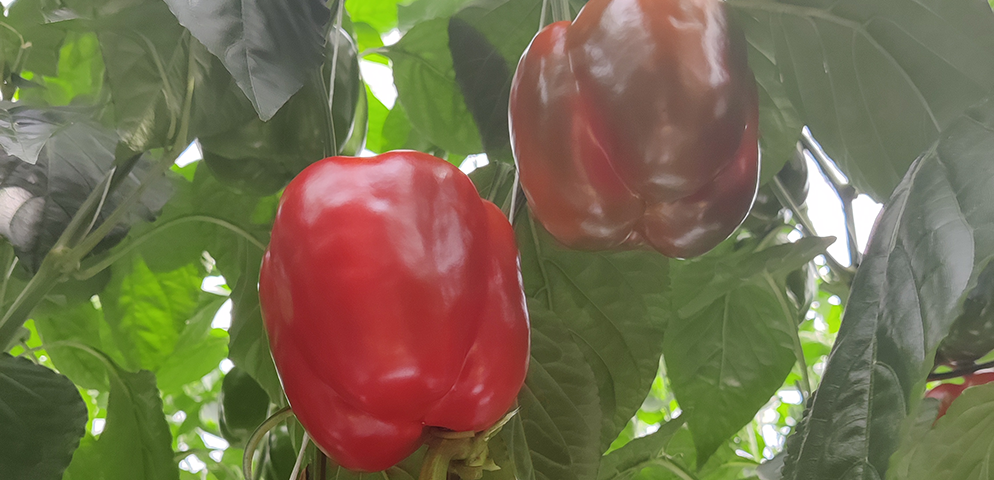 Pimiento Rojo Fantho