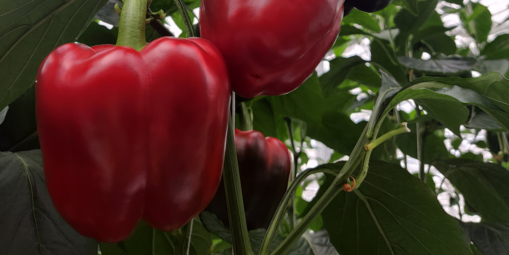 Pimiento Rojo Schuman