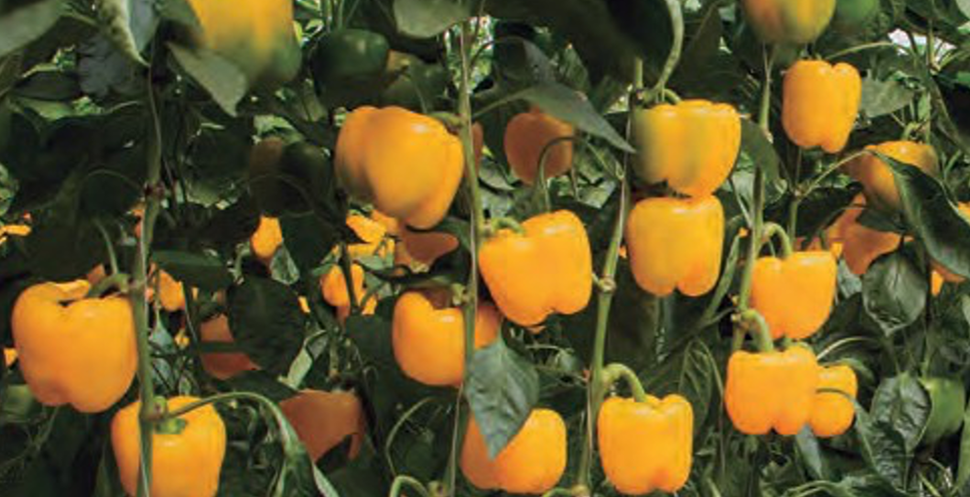 Pimiento Amarillo Pirate