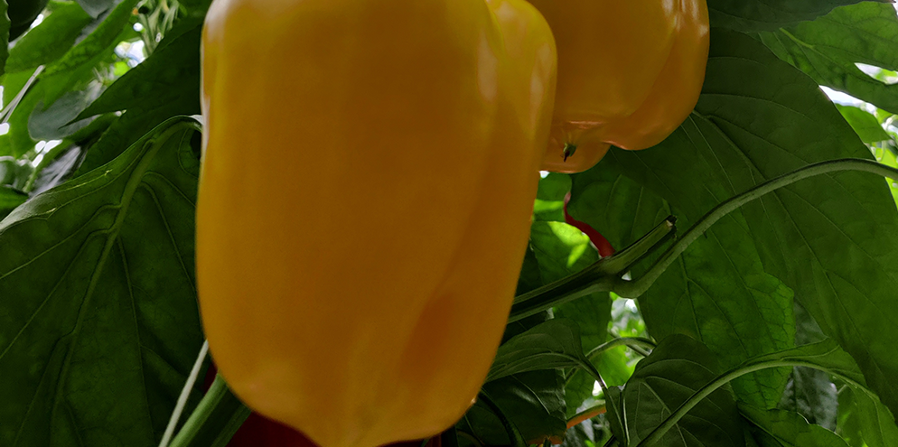 Pimiento Amarillo Procalis
