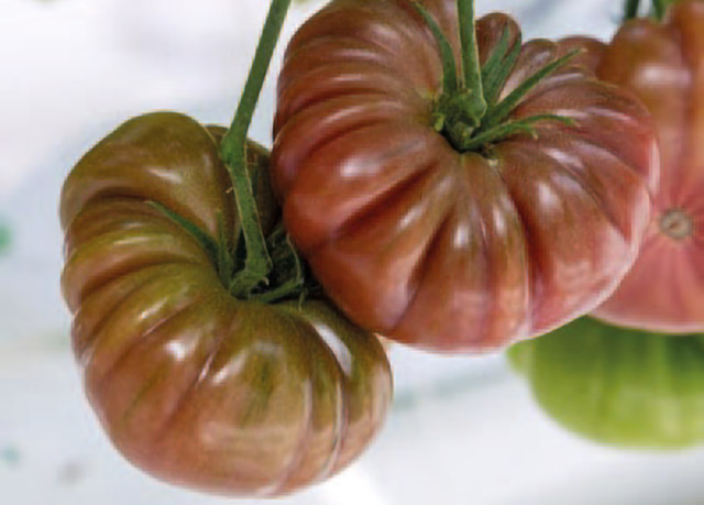 Tomate Heirloom E15B.43407