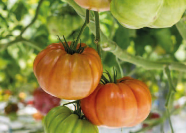 Tomate Heirloom Kardinata