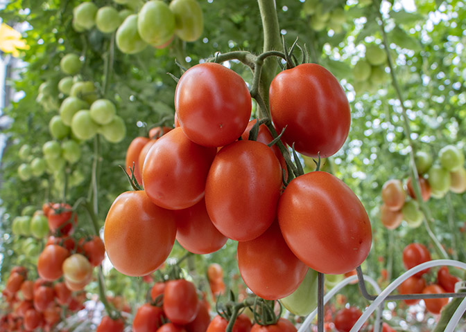 Tomate roma Azores