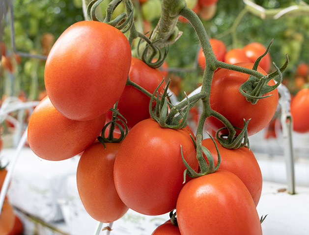 Tomate Roma Cedros