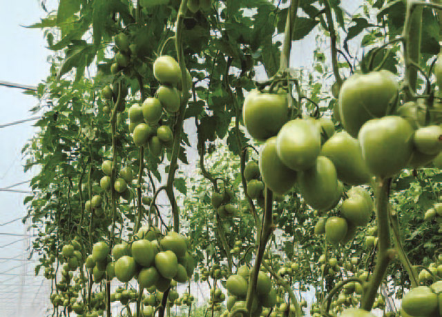Tomate Roma Indeterminado E15A.51392
