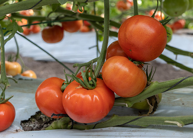 Tomate bola Arkoi