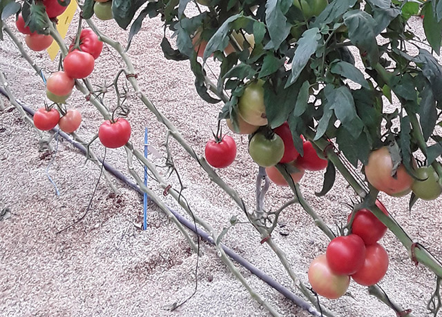Tomate Bola E15A.51382