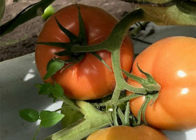 Tomate Bola Marieta