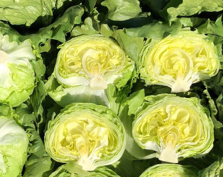 Lechuga Iceberg Arteon