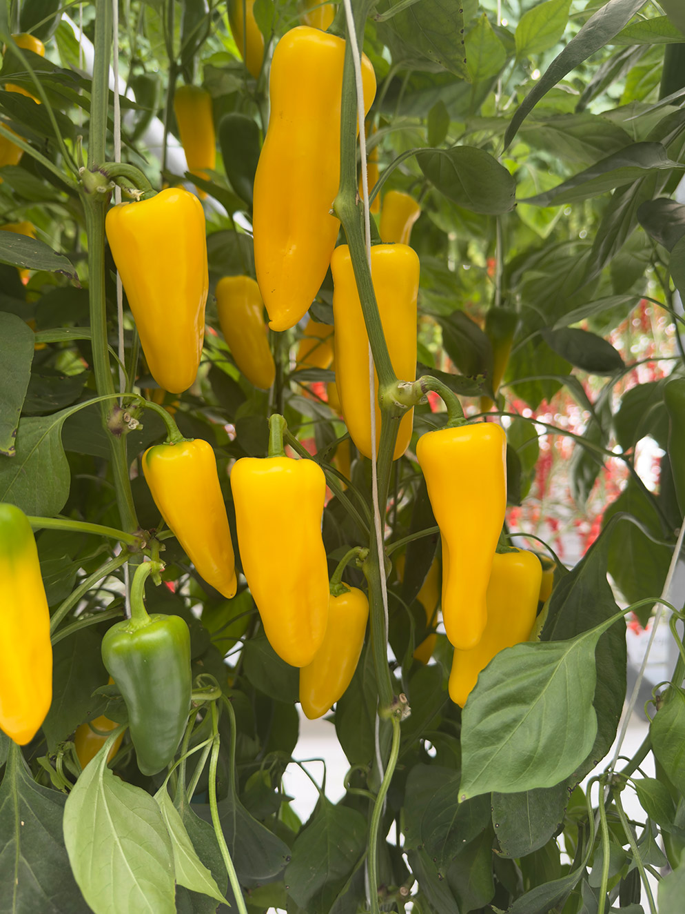 Mini conical pimiento amarillo E20S0686