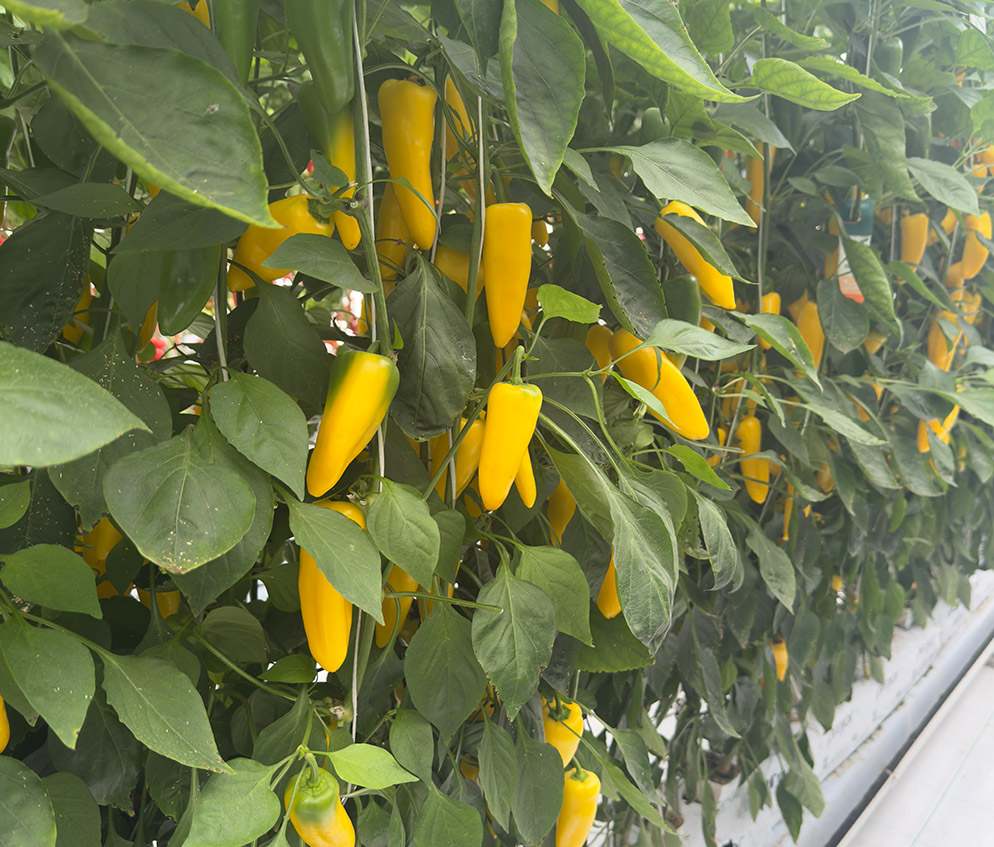 Mini conical pimiento amarillo E20S0686