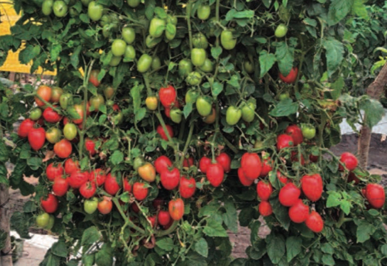 Tomato Plum E15A.70555