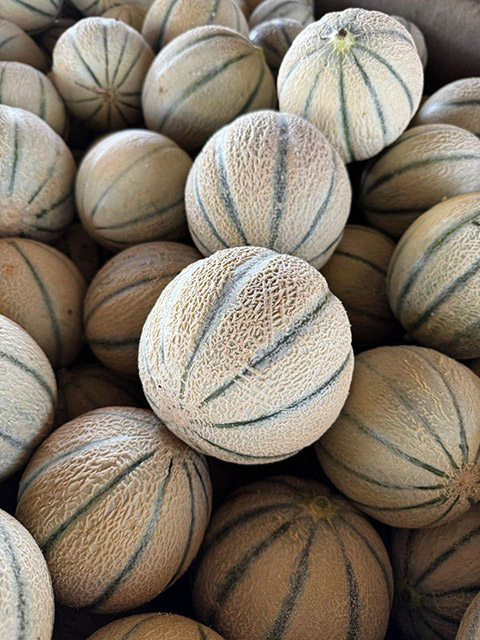 Variedad de melón Konquista