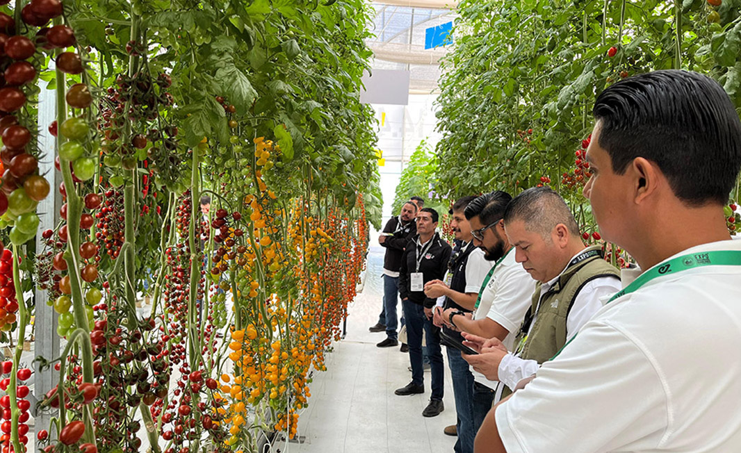 People inside the greenhouse with tomatoes at the Expo Agro Alimentaria Irapuato 2024