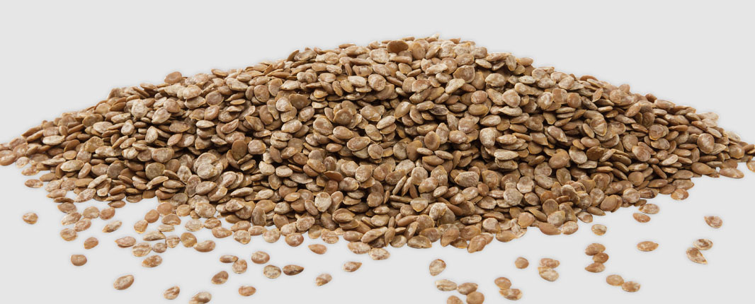 Tomato seed