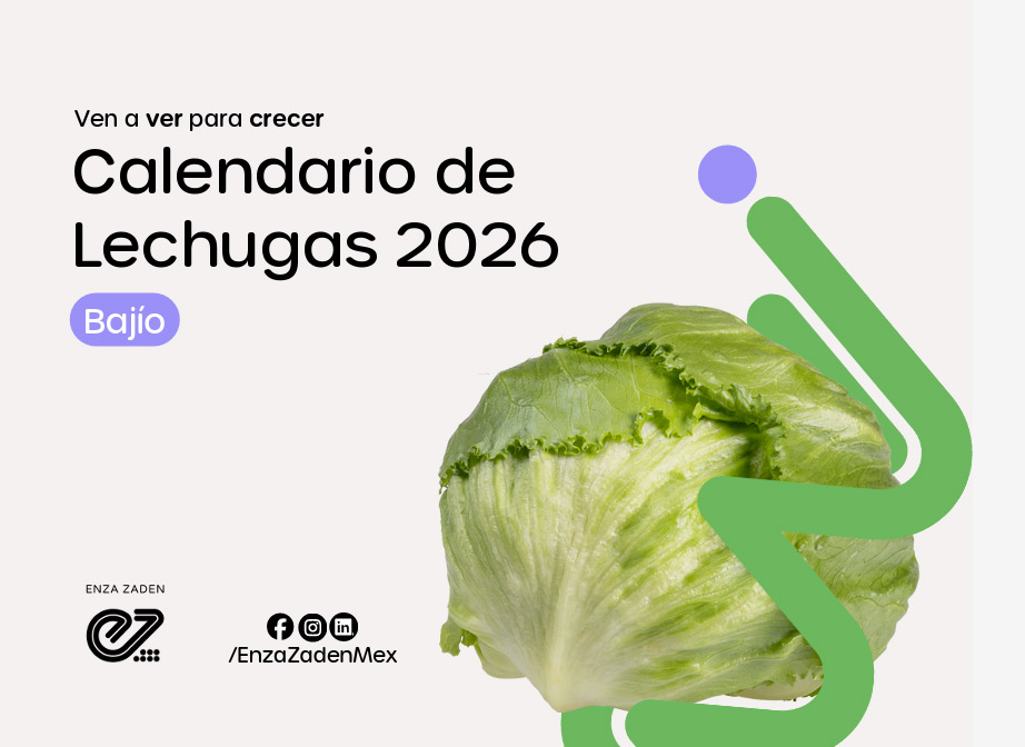 Calendario de Lechugas 2026 Bajío