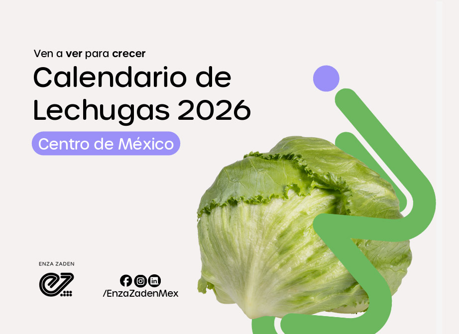 Calendario de Lechugas 2026 Centro de México