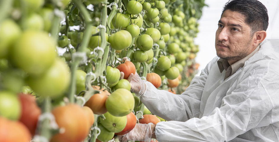 Oscar Lara, Senior Product Specialist in Mexico, looks at the first trial results for HR ToBRFV