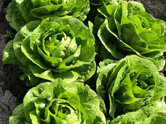 Lettuce Romaine Blondeos