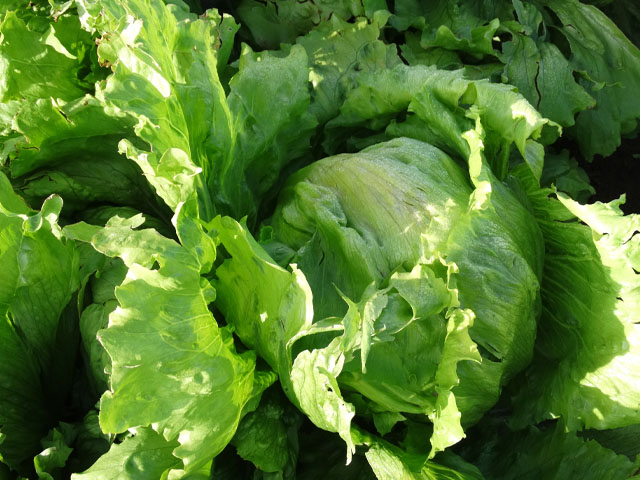 Iceberg Lattuga Pedrola