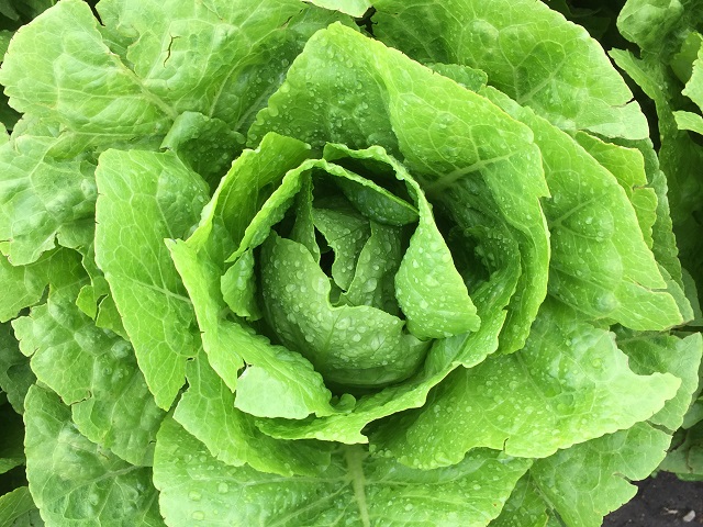 Enza Zaden: Lechuga Colbiana