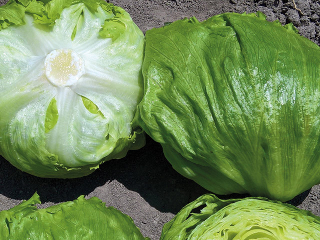 Lechuga iceberg Giralda