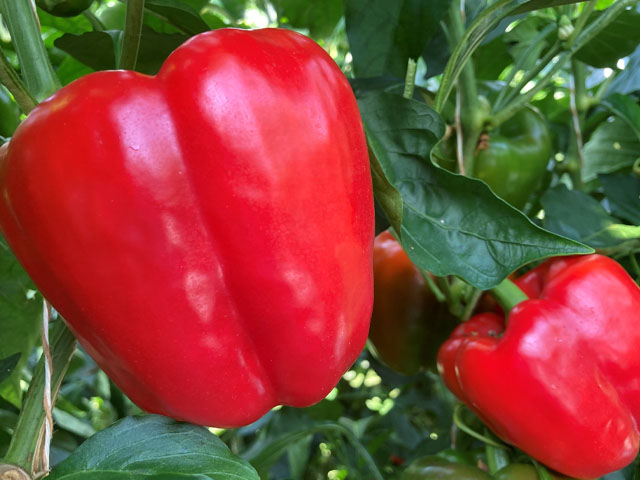 Pimiento rojo Margrethe