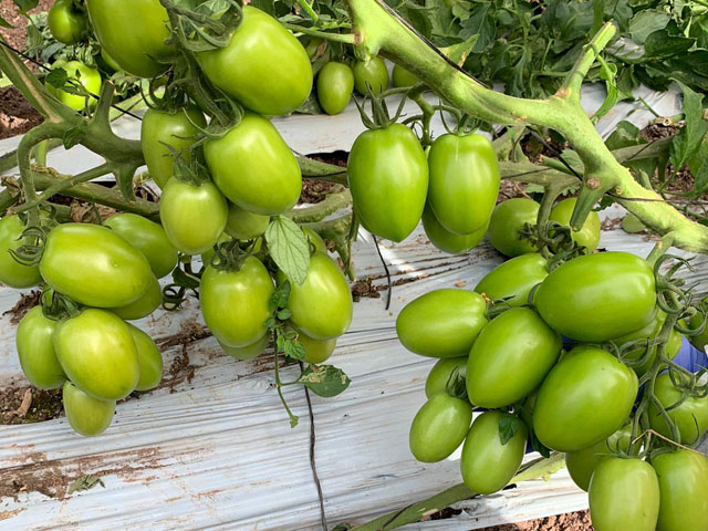 tomate Azores HREZ