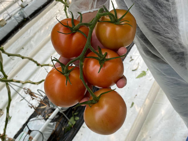 TOV tomate Martinique