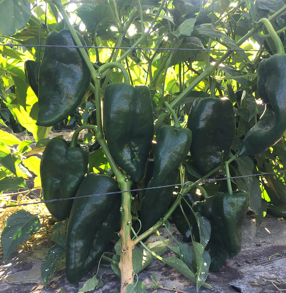 Conoce nuestra renovada oferta de chiles picosos: Commander, Teniente y Cuatrero