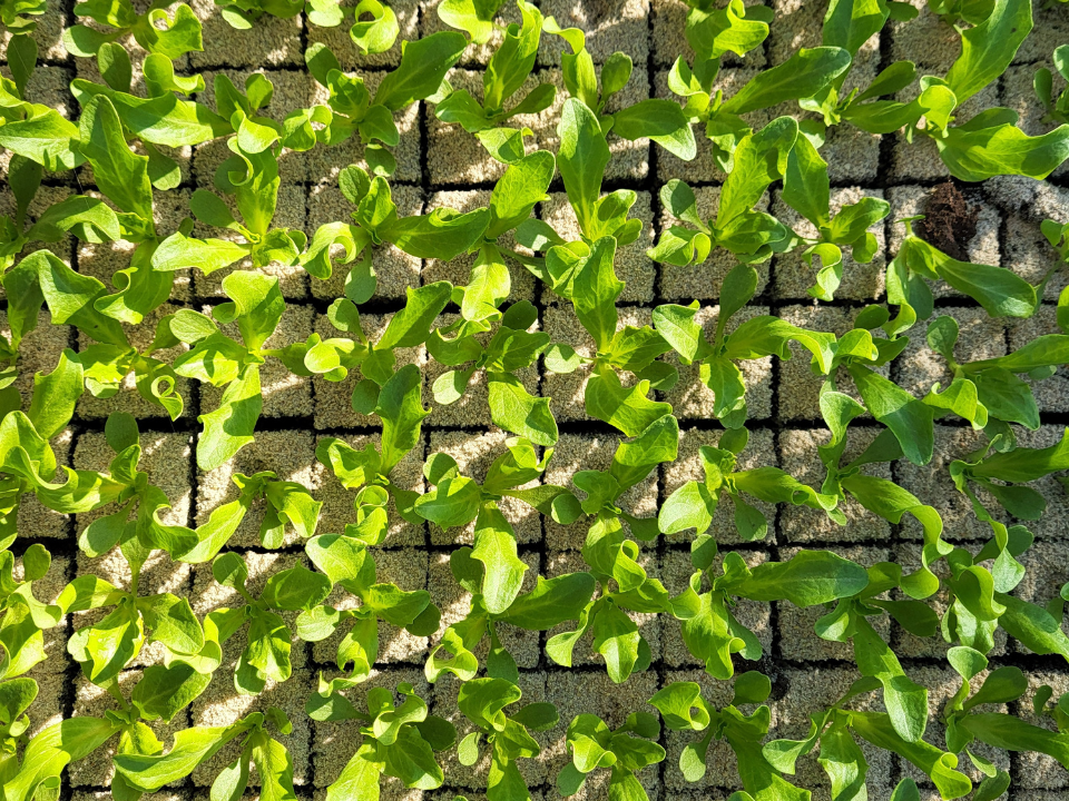 Iceberg in greenhouse 3