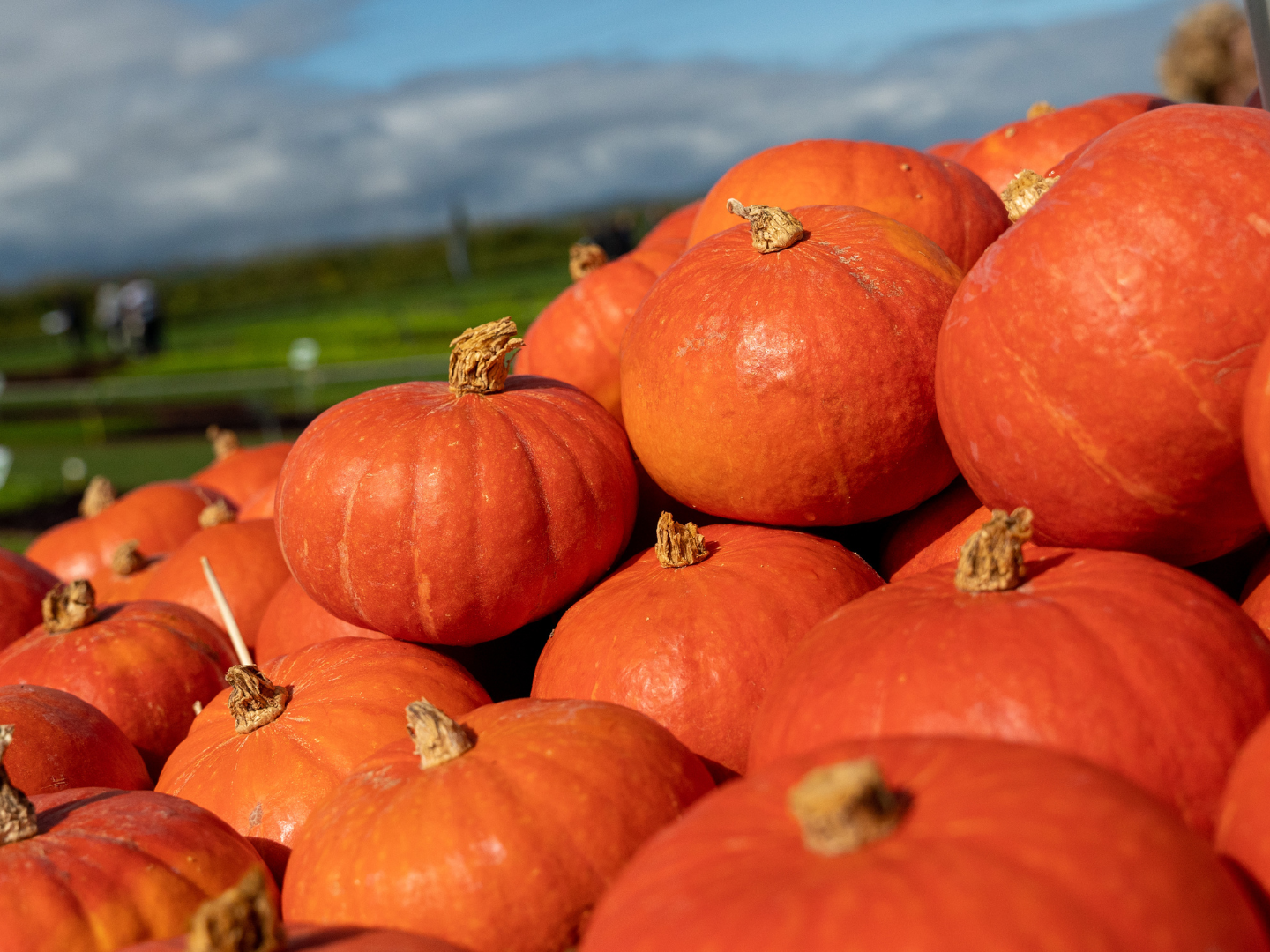 Organic pumpkins vitalis group