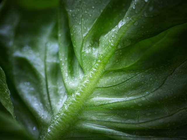 Close-up Lettuce