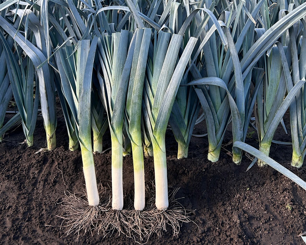 Prei E65D.108 in het veld