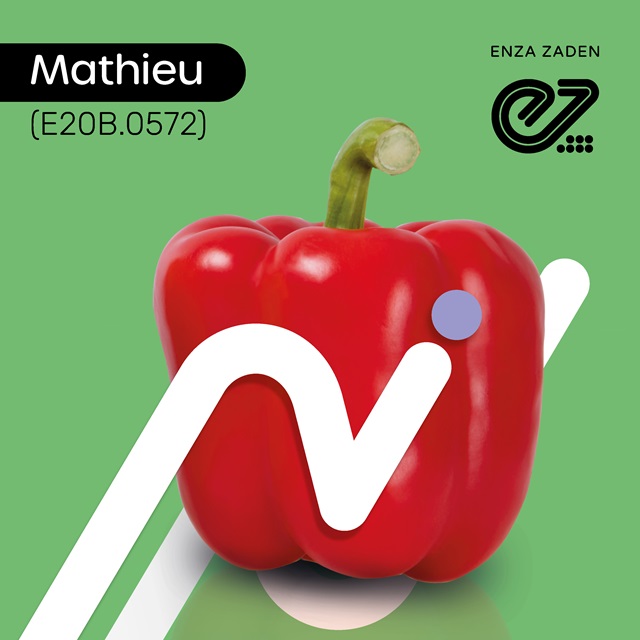geblokte paprika Mathieu (E20B.0572)