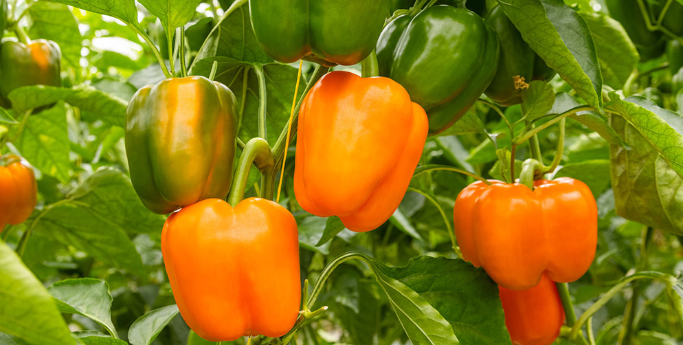 Oranje geblokte paprika Orsweety